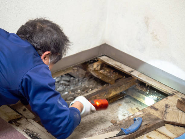 Best Professional Mold Removal  in Jackson Center, OH