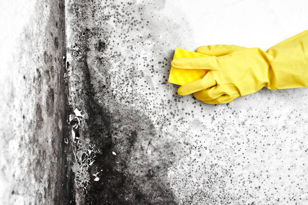 Best Mold Remediation  in Jackson Center, OH