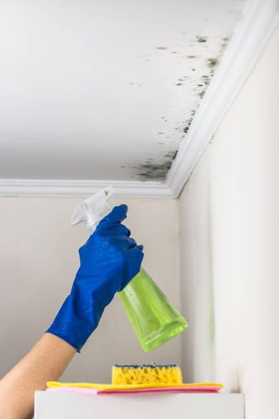 Best Toxic Mold Removal  in Jackson Center, OH